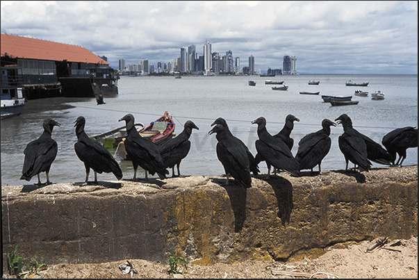 The fishing port in the bay between Panama City and the Old Town The fishing port in the bay between Panama City and the Old Town