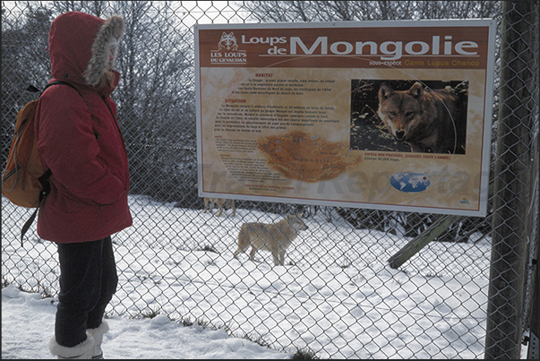 In the park, in a vast hilly area, there are Siberian wolves, Mongolian, Polish and also coming from the Arctic