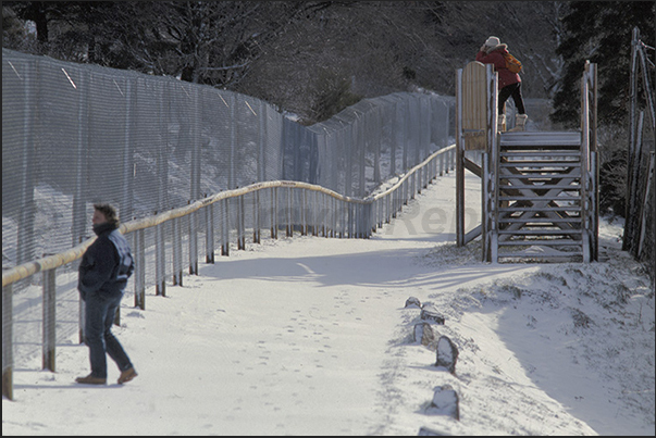 Each fenced area has observation towers from where wolves can be seen in their daily lives