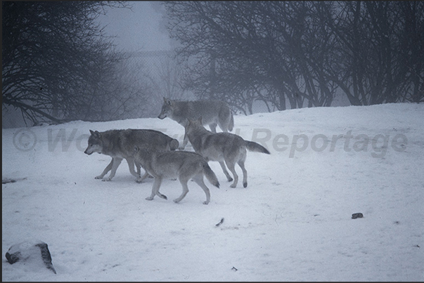 In the early morning mists, the wolves come out of their dens In the early morning mists, the wolves come out of their dens