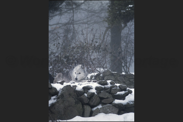 Park of the Wolves of Gevaudan. An arctic breed wolf Park of the Wolves of Gevaudan. An arctic breed wolf