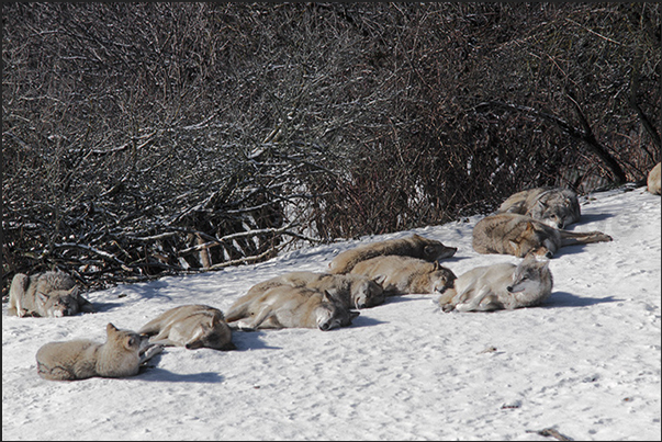 Wolves of Gevaudan Park. A group of Siberian wolves is resting in the sun Wolves of Gevaudan Park. A group of Siberian wolves is resting in the sun