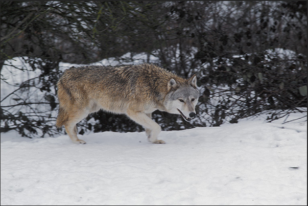 Wolves of Gevaudan Park. A Mongolia wolf