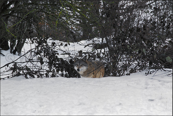 Wolves of Gevaudan Park. A Mongolia wolf