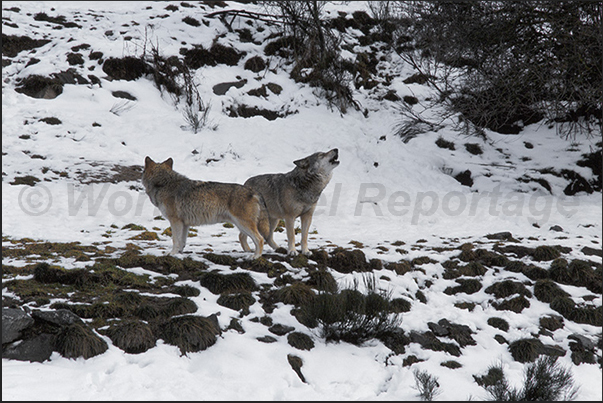 Wolves of Gevaudan Park Wolves of Gevaudan Park
