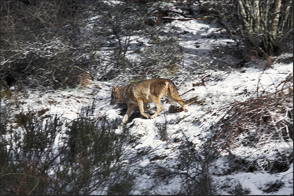 Park of the Wolves of Gevaudan. A Mongolia wolf Park of the Wolves of Gevaudan. A Mongolia wolf
