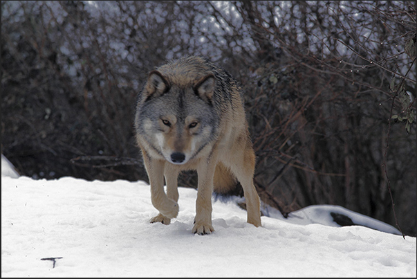 Wolves of Gevaudan Park. A Siberian wolf Wolves of Gevaudan Park. A Siberian wolf