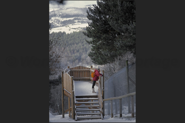 Each fenced area has observation towers from where wolves can be seen in their daily lives