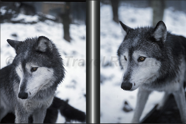 Wolves of Gevaudan Park. A wolf of Poland Wolves of Gevaudan Park. A wolf of Poland