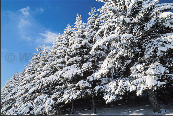 The pine forests of Sainte Eulalie