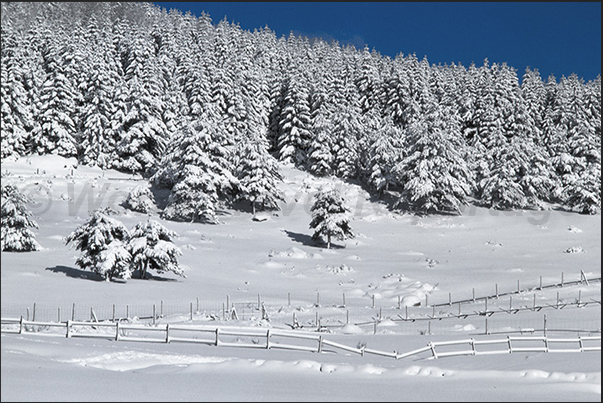 The pine forests of Sainte Eulalie 