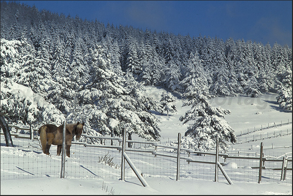 The pine forests of Sainte Eulalie