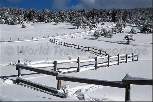 The pine forests of Sainte Eulalie