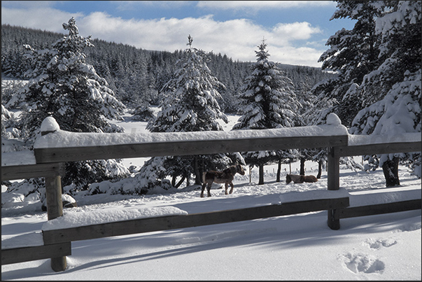 The pine forests of Sainte Eulalie. The horses of the Bisonti European Park