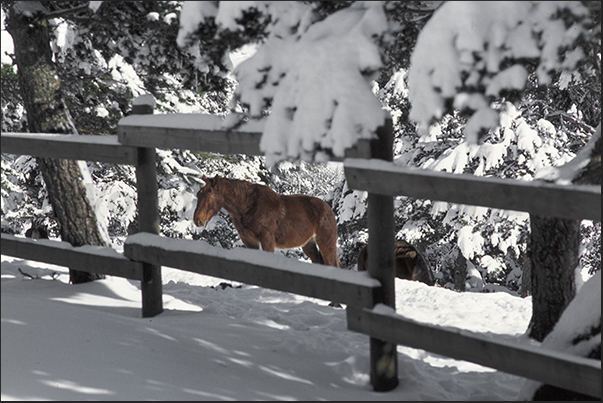 The pine forests of Sainte Eulalie. The horses of the Bisonti European Park