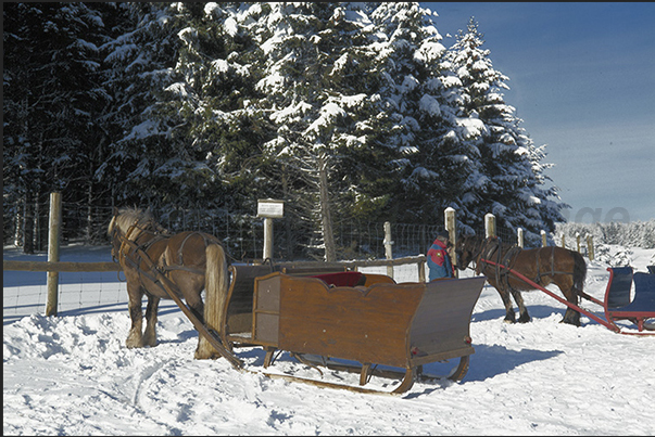 The sledges used to bring tourists around the park of the European Bisons The sledges used to bring tourists around the park of the European Bisons