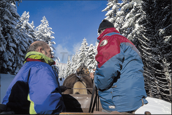 Sainte Eulalie. Park of the European Bisons. The visit with the sled in the pine forests to observe the herds of bison