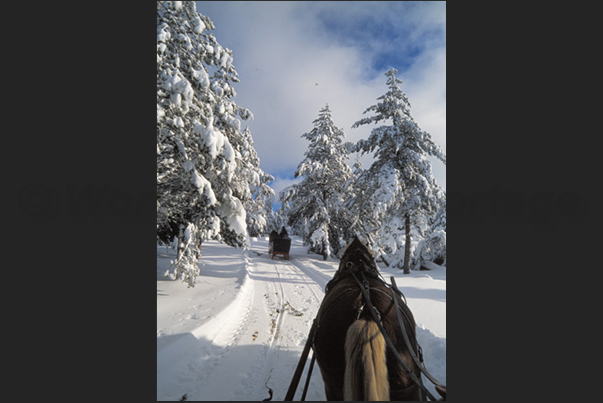 On the sled to reach the herds of bison On the sled to reach the herds of bison
