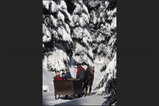 Sainte Eulalie. On the sled to reach the herds of bison Sainte Eulalie. On the sled to reach the herds of bison