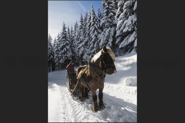 Sainte Eulalie. On the sled to reach the herds of bison Sainte Eulalie. On the sled to reach the herds of bison