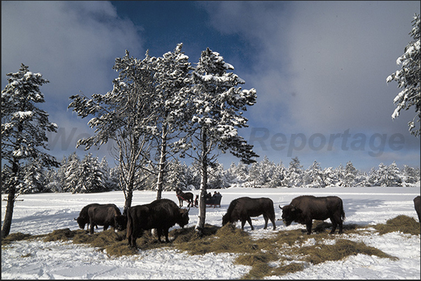 Horse-drawn sleigh is the only means of transport to approach bisons Horse-drawn sleigh is the only means of transport to approach bisons