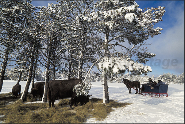 Horse-drawn sleigh is the only means of transport to approach bisons Horse-drawn sleigh is the only means of transport to approach bisons