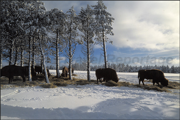 European breed bisons are higher than American but less imposing