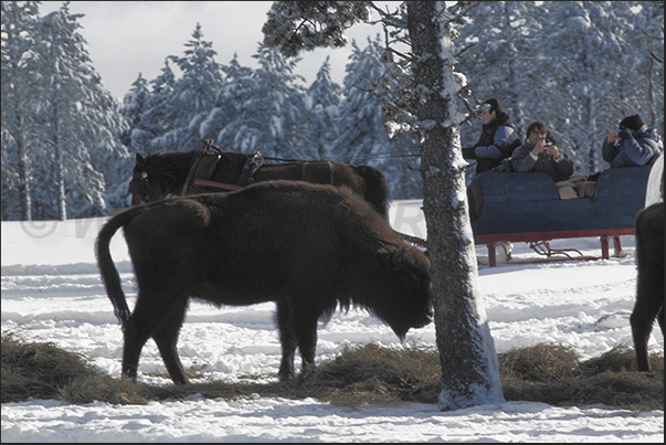 Horse-drawn sleigh is the only means of transport to approach bisons Horse-drawn sleigh is the only means of transport to approach bisons