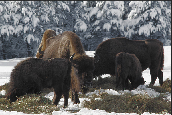 European breed bisons are higher than American but less imposing European breed bisons are higher than American but less imposing