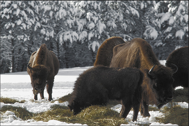 European breed bisons are higher than American but less imposing