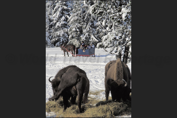 Horse-drawn sleigh is the only means of transport to approach bisons Horse-drawn sleigh is the only means of transport to approach bisons