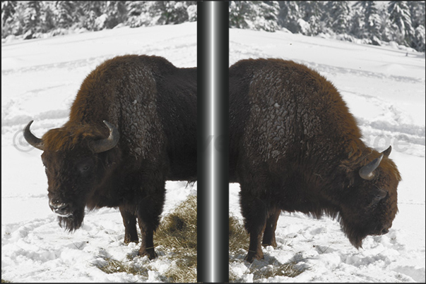 Horse-drawn sleigh is the only means of transport to approach bisons Horse-drawn sleigh is the only means of transport to approach bisons