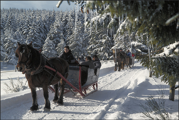Sainte Eulalie. On the sled to reach the herds of bison Sainte Eulalie. On the sled to reach the herds of bison