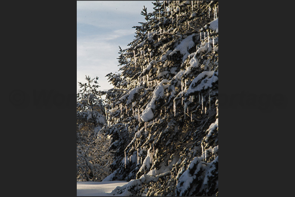 The pine forests of Sainte Eulalie on the hills of the European bison park