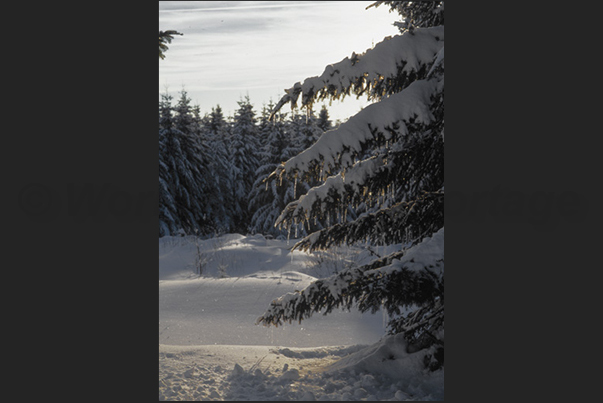 The pine forests of Sainte Eulalie on the hills of the European bison park