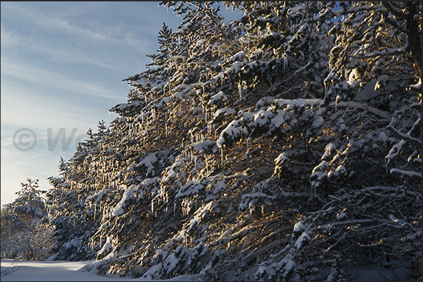 The pine forests of Sainte Eulalie on the hills of the European bison park