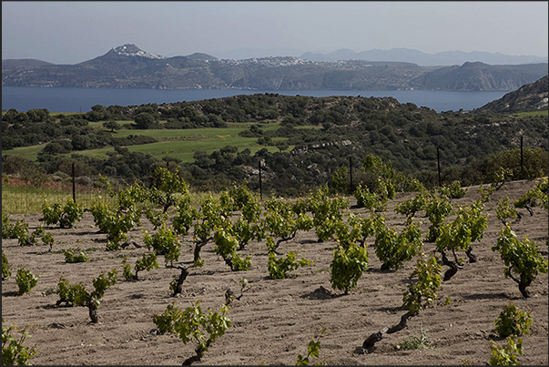 Vineyards in the Milou Bay with Cape Kambanes on the horizon Vineyards in the Milou Bay with Cape Kambanes on the horizon