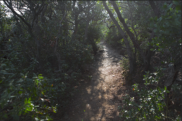 Path of the north coast going up to the Fort of Estissac