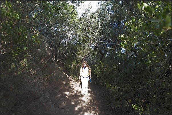 The paths on the island enter the dense coastal forest offering shade and shelter from the wind