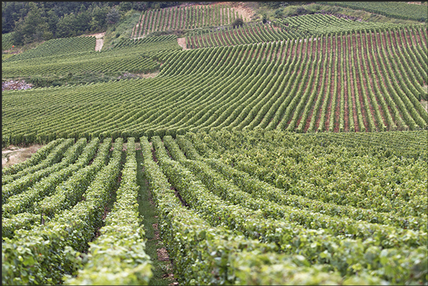 Along the Canal du Center. Vineyards near the village of Chagny