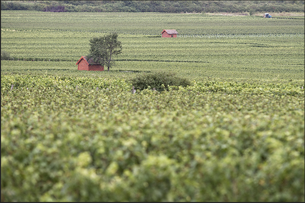 Along the Canal du Center. Vineyards near the village of Chagny