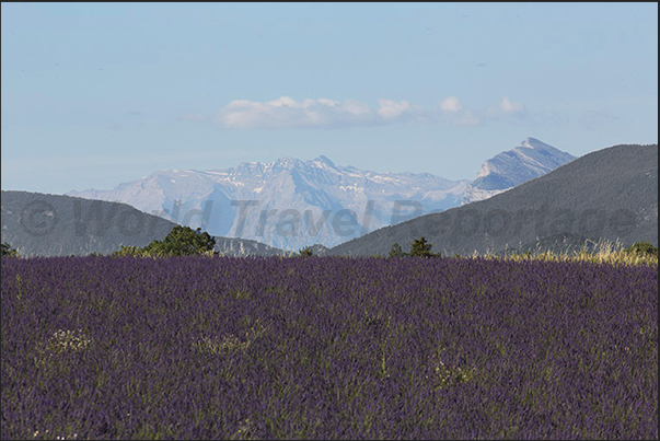 Alps overlook the lavender fields Alps overlook the lavender fields