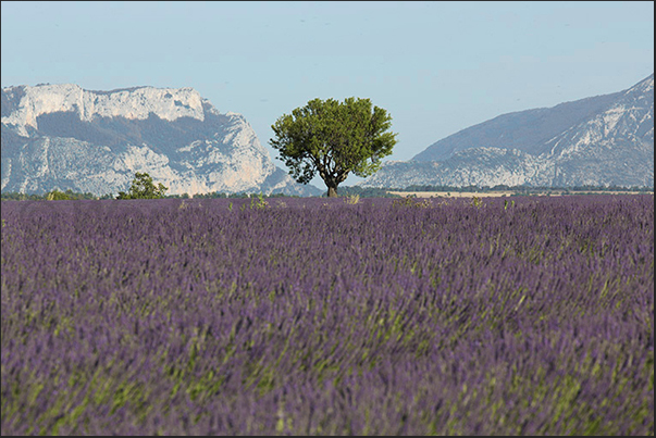 Lavender fields between Digne and Valensole Lavender fields between Digne and Valensole