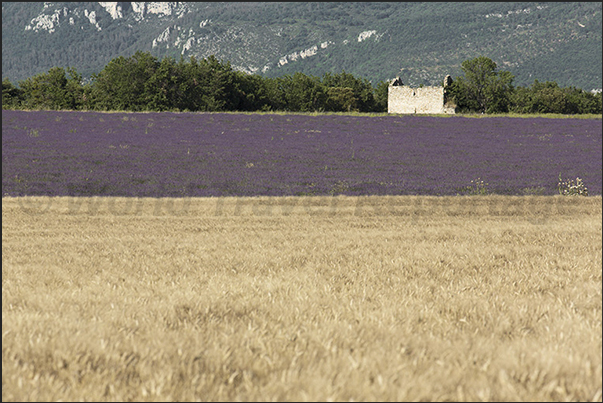 Lavender fields alternate with wheat fields in a spectacular succession of colors Lavender fields alternate with wheat fields in a spectacular succession of colors