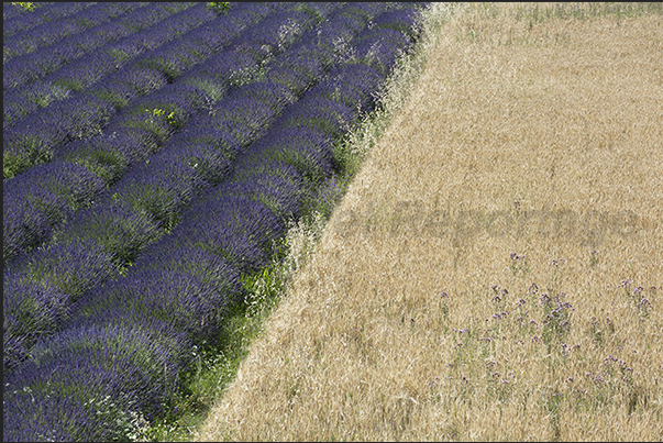 Lavender fields alternate with wheat fields in a spectacular succession of colors Lavender fields alternate with wheat fields in a spectacular succession of colors