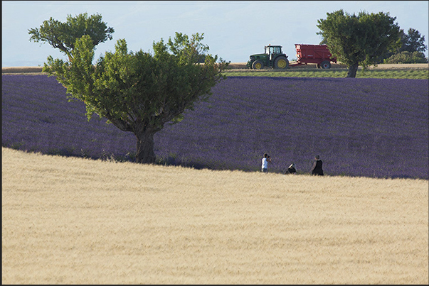 Lavender fields alternate with wheat fields in a spectacular succession of colors