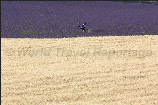Lavender fields, the favorite destination for photographers who come to Provernce from all over the world Lavender fields, the favorite destination for photographers who come to Provernce from all over the world