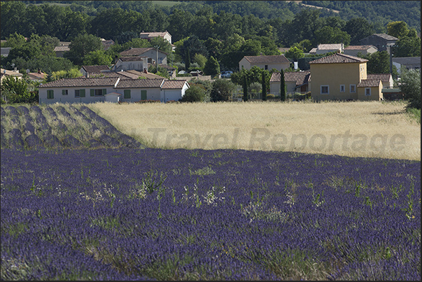 Not only the lavender fields offer suggestive landscapes Not only the lavender fields offer suggestive landscapes
