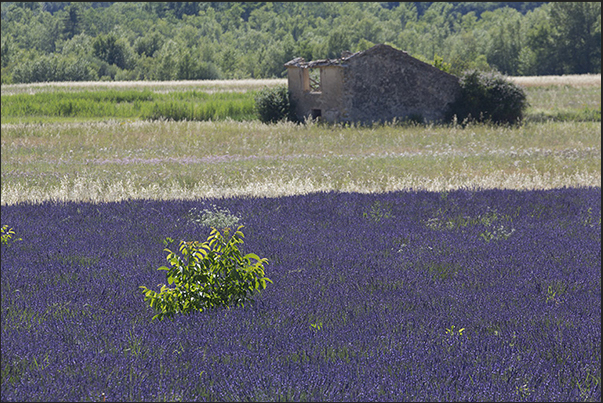 Every kilometer of road offers opportunities to stop to capture images and scents of Provence Every kilometer of road offers opportunities to stop to capture images and scents of Provence