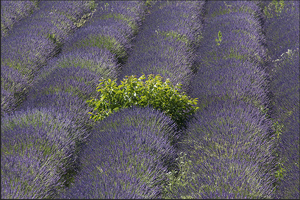 Every kilometer of road offers opportunities to stop to capture images and scents of Provence